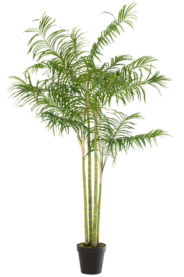 Bamboo Palm In Pot Plastic Green/Black Large - Majorr