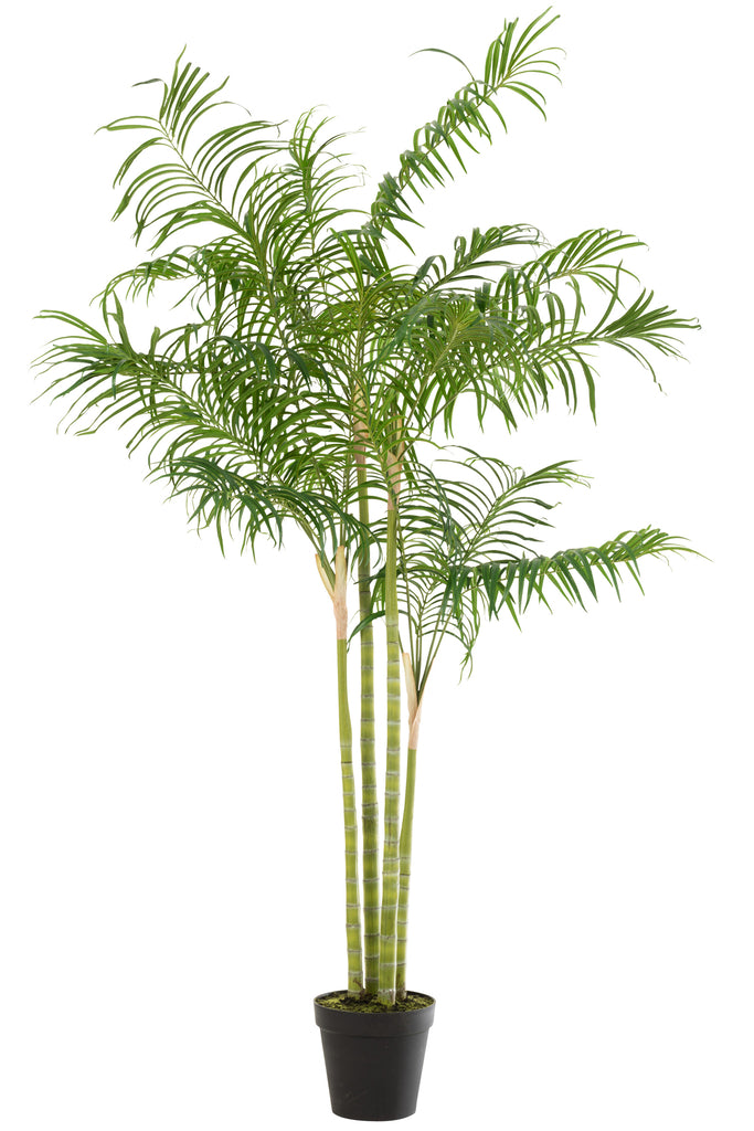 Bamboo Palm In Pot Plastic Green/Black Large - Majorr