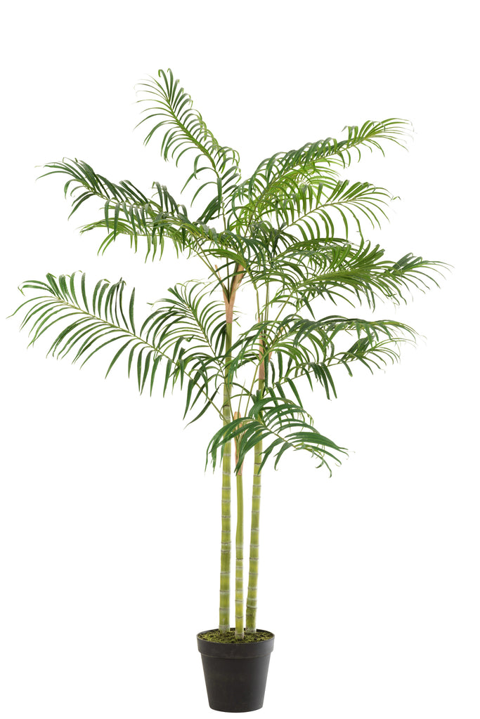 Bamboo Palm In Pot Plastic Green/Black Small - Majorr