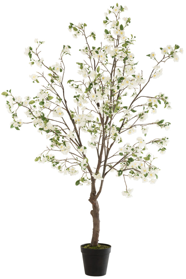 Blossomtree Plastic White/Brown Extra Large - Majorr