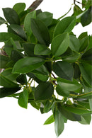 J Line Ficus Boom In Pot Planken Groen/ Zwart L - Majorr