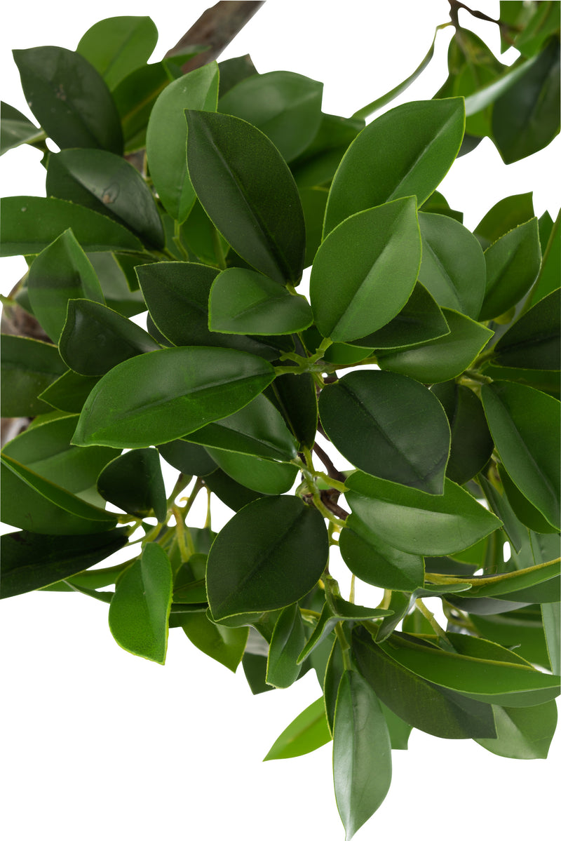 J Line Ficus Boom In Pot Planken Groen/ Zwart L - Majorr