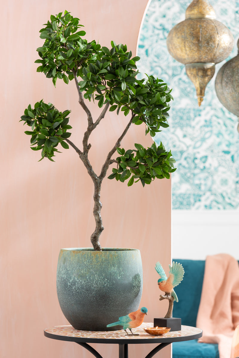 J Line Ficus Boom In Pot Planken Groen/ Zwart L - Majorr