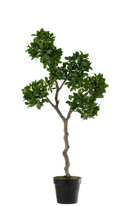 J Line Ficus Boom In Pot Planken Groen/ Zwart L - Majorr