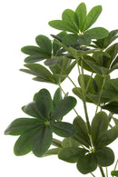 J Line Geldboom In Pot Plastic Groen L - Majorr